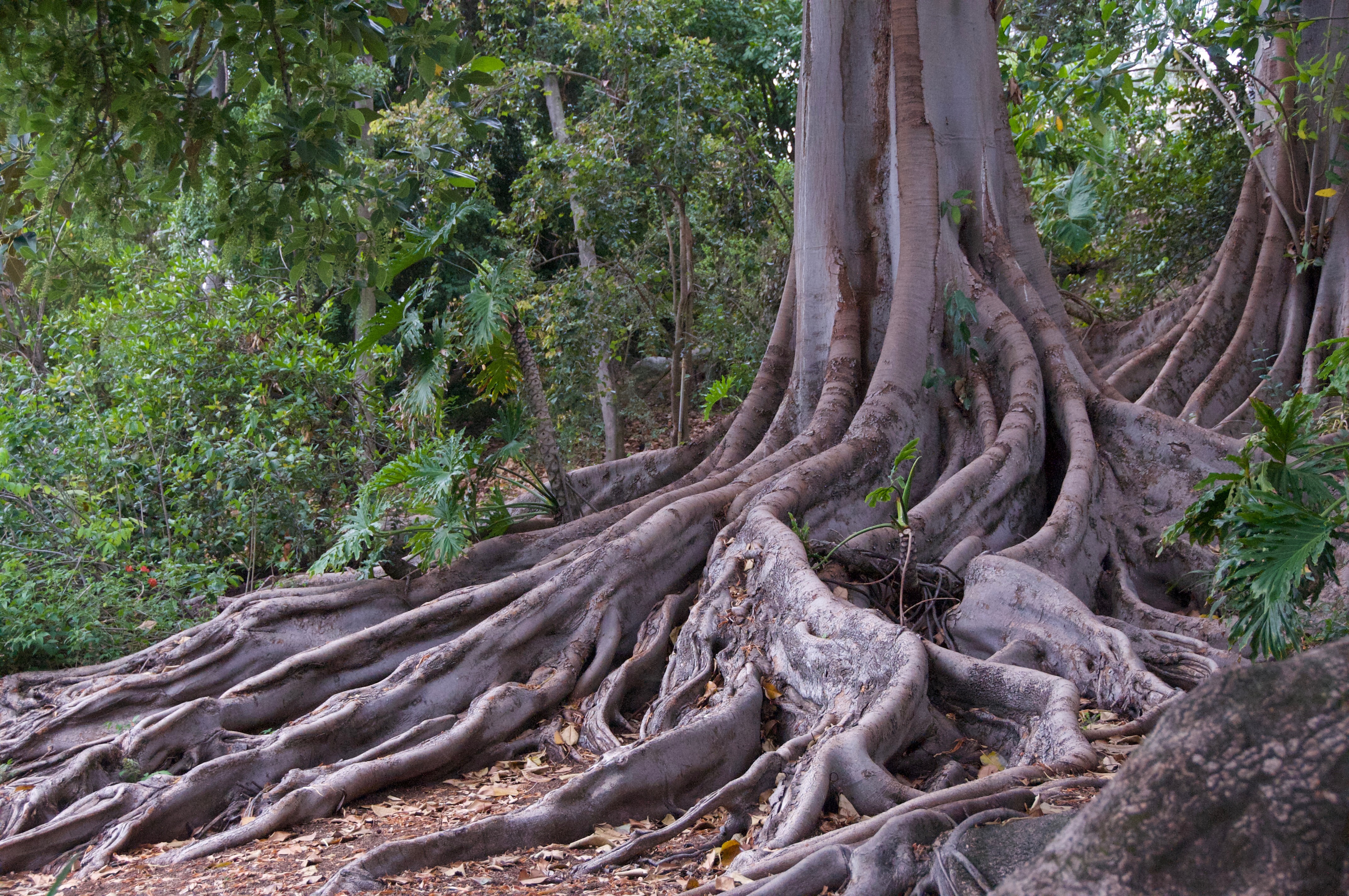 Tree roots and trunk, depth and foundation